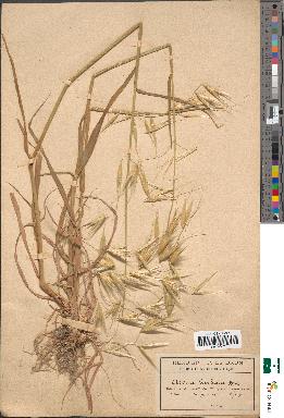 spécimen de Avena barbata