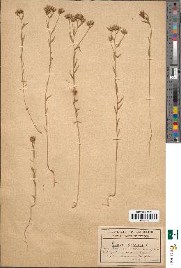spécimen de Linum gallicum