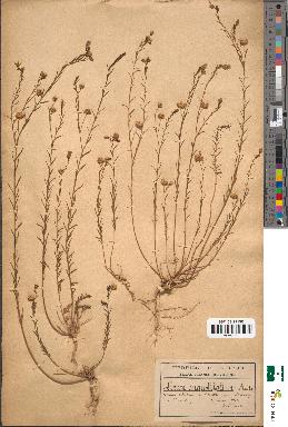 spécimen de Linum angustifolium