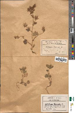 spécimen de Althaea hirsuta