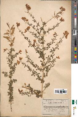 spécimen de Adenocarpus complicatus