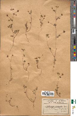 spécimen de Medicago coronata