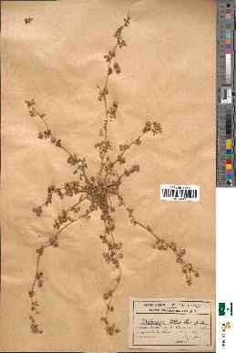 spécimen de Medicago littoralis