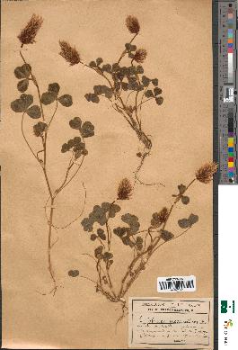 spécimen de Trifolium incarnatum