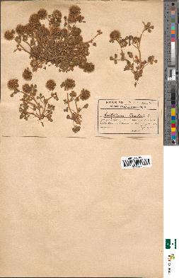 spécimen de Trifolium cherleri