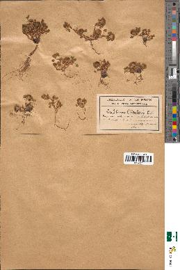spécimen de Trifolium cherleri