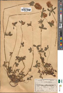 spécimen de Trifolium ochroleucum