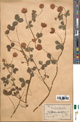 spécimen de Trifolium hybridum
