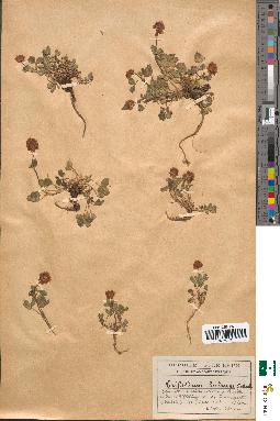 spécimen de Trifolium badium