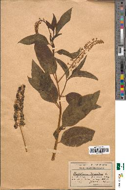 spécimen de Phytolacca decandra