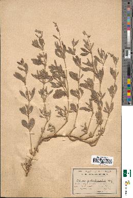 spécimen de Obione portulacoides