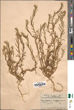 spécimen de Corispermum hyssopifolium