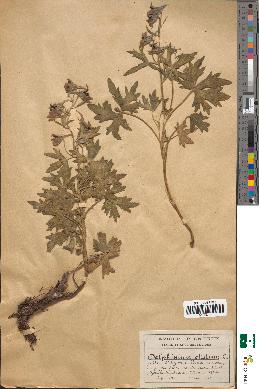 spécimen de Delphinium elatum