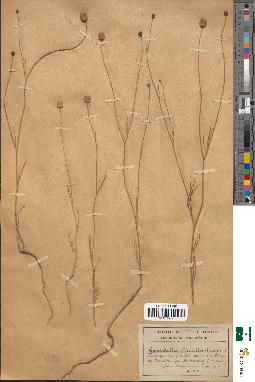 spécimen de Garidella nigellastrum