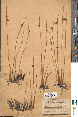 spécimen de Juncus arcticus