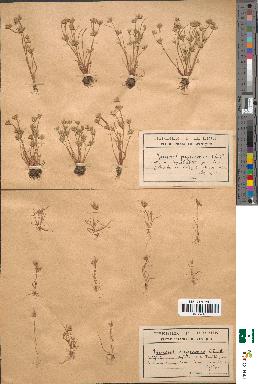 spécimen de Juncus pygmaeus