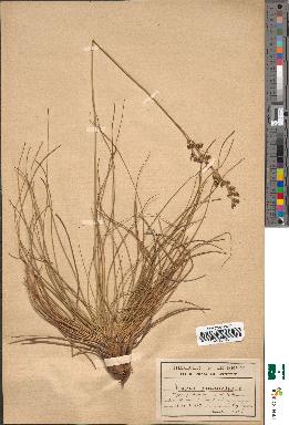 spécimen de Juncus squarrosus