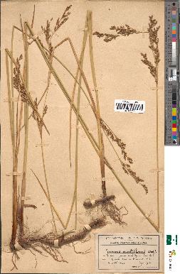 spécimen de Juncus squarrosus