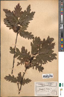 spécimen de Quercus cerris