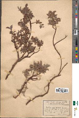 spécimen de Salix pyrenaica