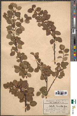 spécimen de Betula humilis