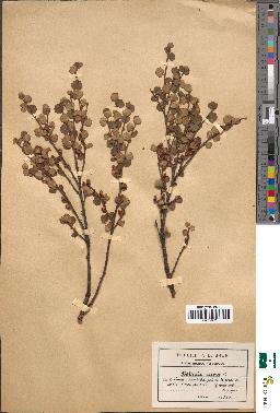 spécimen de Betula nana