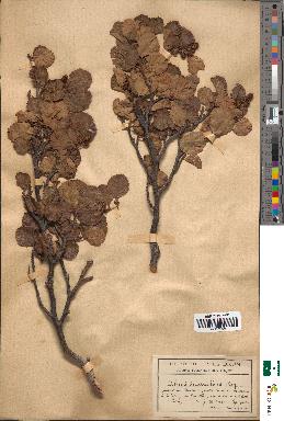 spécimen de Alnus suaveolens