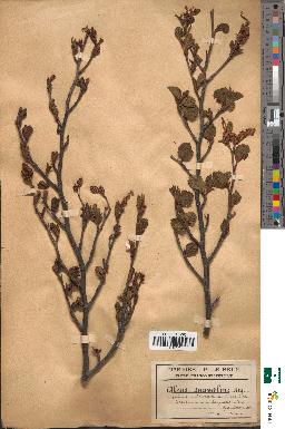 spécimen de Alnus suaveolens