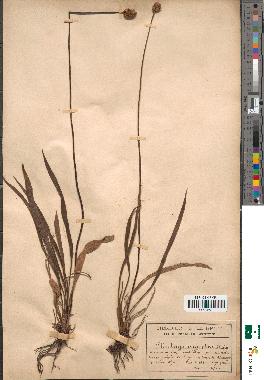 spécimen de Plantago argentea