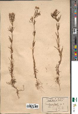 spécimen de Plantago psyllium