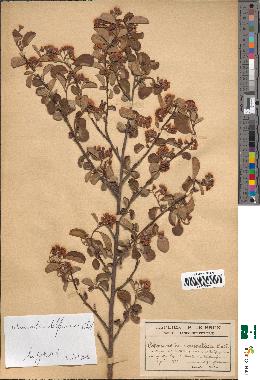 spécimen de Cotoneaster vulgaris