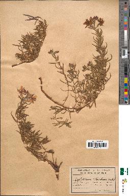 spécimen de Epilobium fleischeri