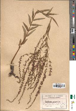 spécimen de Lythrum virgatum
