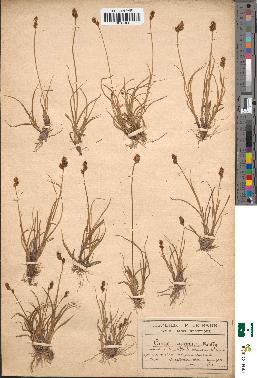 spécimen de Carex lagopina