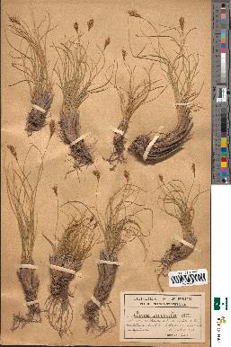 spécimen de Carex linkii