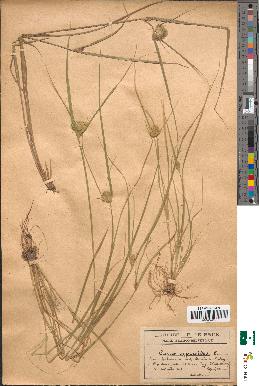 spécimen de Carex cyperoides