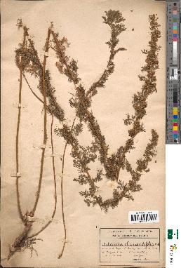 spécimen de Artemisia chamaemelifolia