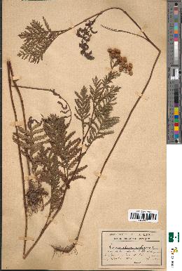spécimen de Tanacetum vulgare