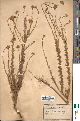 spécimen de Tanacetum annuum