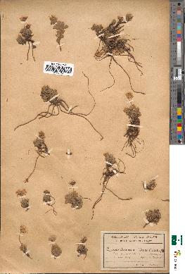 spécimen de Leucanthemum alpinum