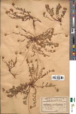 spécimen de Anthemis secundiramea