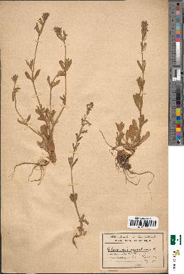 spécimen de Silene quinquevulnera