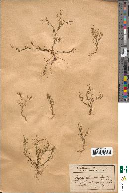 spécimen de Gypsophila muralis