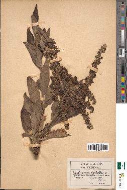 spécimen de Verbascum lychnitis