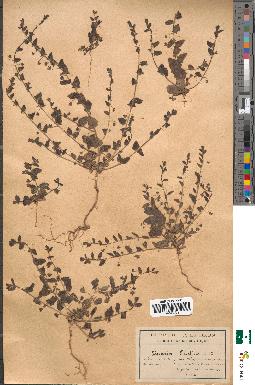 spécimen de Linaria elatine
