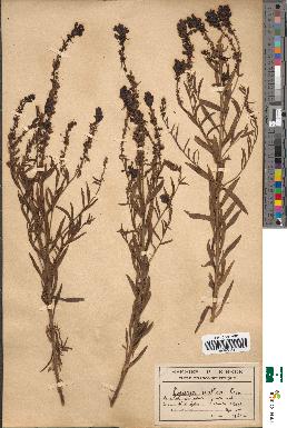 spécimen de Linaria italica