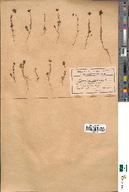 spécimen de Linaria arvensis