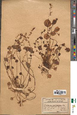 spécimen de Claytonia perfoliata