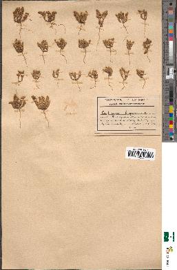 spécimen de Loeflingia hispanica