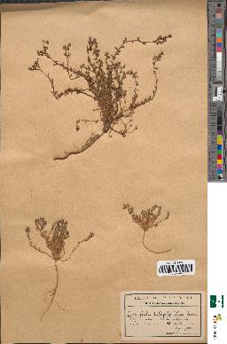 spécimen de Corrigiola telephiifolia
